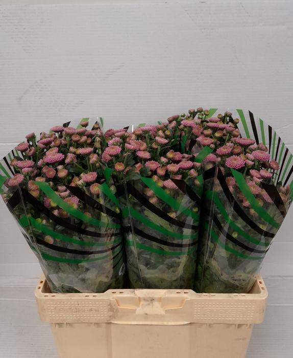 <h4>CHR S ELLISON PINK</h4>