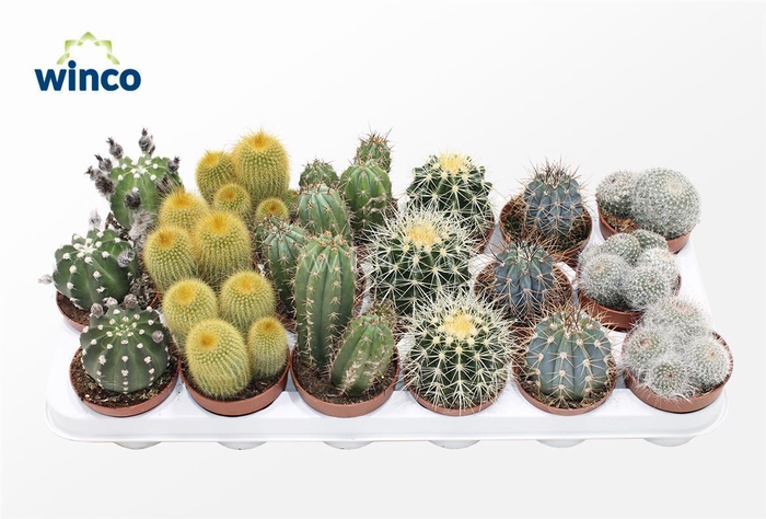 Sierra's® - Granada Cactus Mix (Prime)