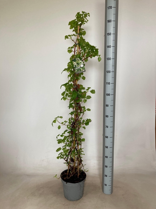 <h4>HYDR PETIOLARIS</h4>