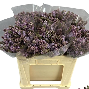 SYR V MICHEL BUCHNER