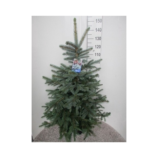 <h4>Picea pungens Super Blue 120-130 P36</h4>