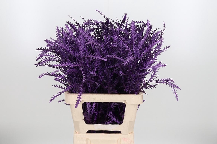 <h4>Grevilea Ivanhoe Kl Bh Metallic Violet</h4>