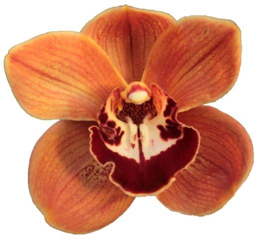 <h4>CYMB T KING ALEX</h4>