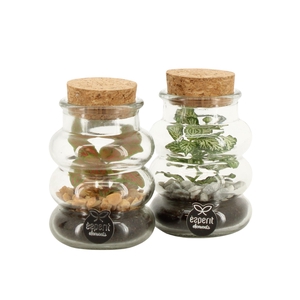 90707: Terrarium arrangement