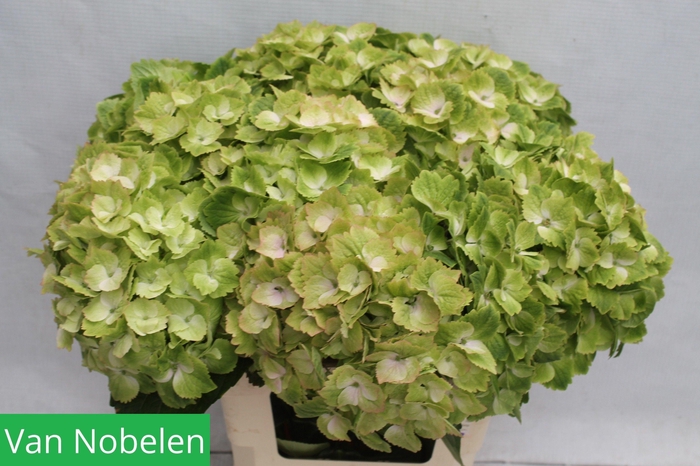 <h4>HYDR M MAG NOBLESSE</h4>