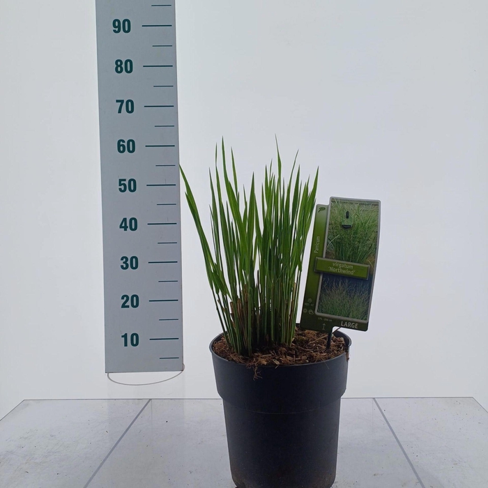 <h4>Panicum virgatum</h4>