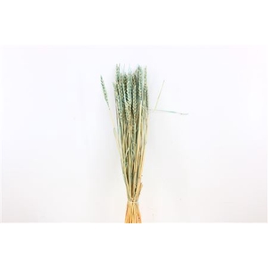 Dried Triticum Bleached Light Blue Bunch