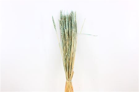 <h4>Dried Triticum Bleached Light Blue Bunch</h4>