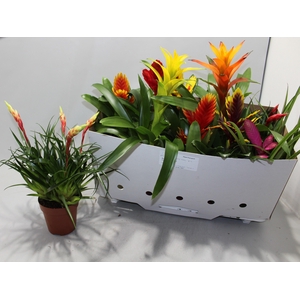 BROMELIA GEM 10 SRT