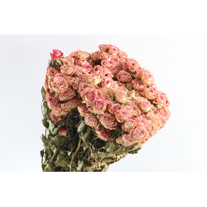 Roses Spray Pink Natural