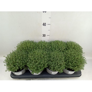 Thymus vulgaris 'Compactus'