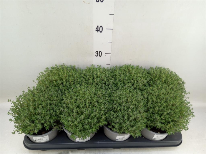 <h4>Thymus vulgaris 'Compactus'</h4>
