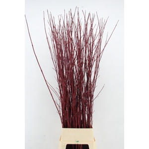 CORNUS ALBA SIBIRICA 160CM