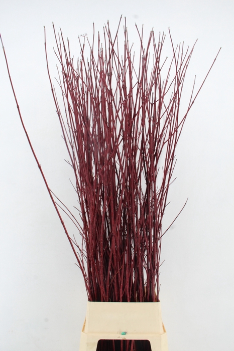 <h4>CORNUS ALBA SIBIRICA 160CM</h4>