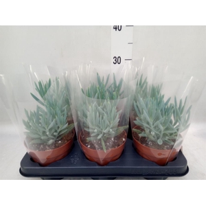 Curio ficoides 'Mount everest'