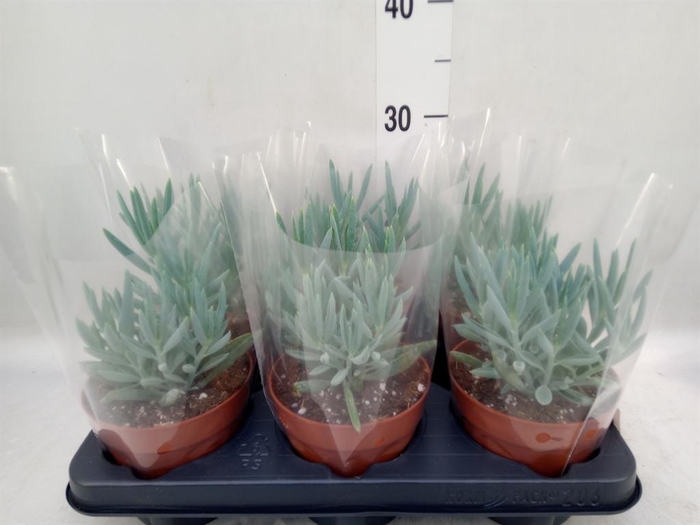 <h4>Curio ficoides 'Mount everest'</h4>