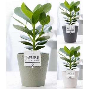 Clusia Rosea Princess in P&PURE Ruby ceramics ass. 3