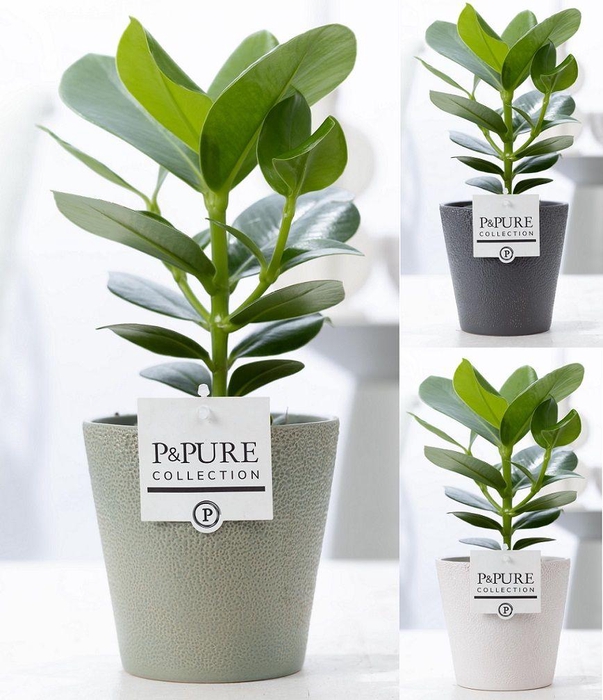 <h4>Clusia Rosea Princess in P&PURE Ruby ceramics ass. 3</h4>