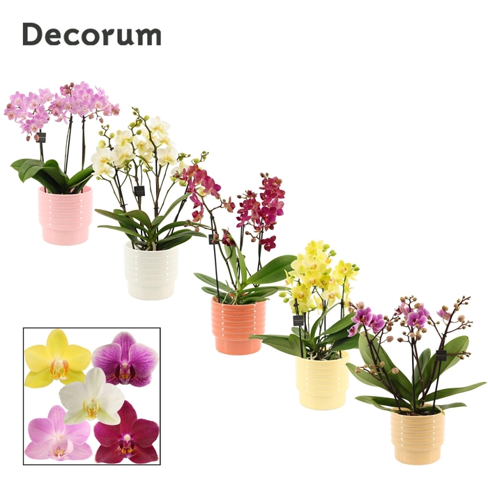 <h4>Phalaenopsis dazzling melange 3-4 tak in Naemi (Sympathetic mood</h4>