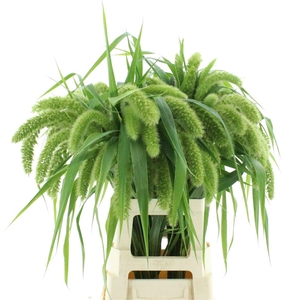 Setaria It Voll Melk