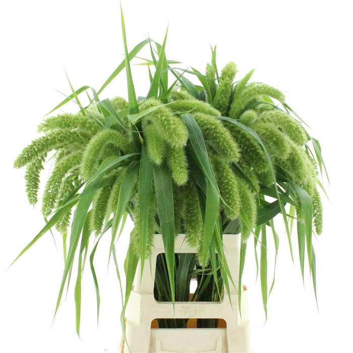 <h4>Setaria It Voll Melk</h4>