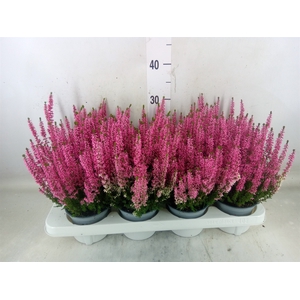 Calluna vulg. 'Beauty L Mia'