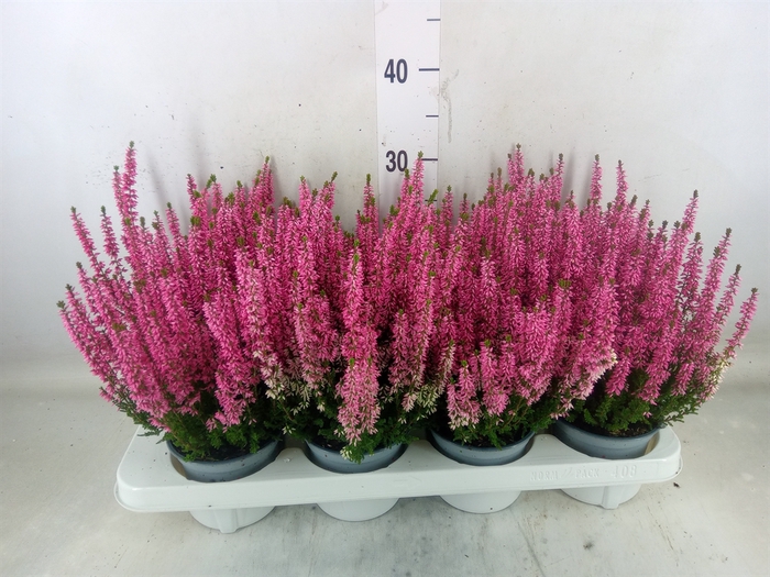 <h4>Calluna vulg. 'Beauty L Mia'</h4>