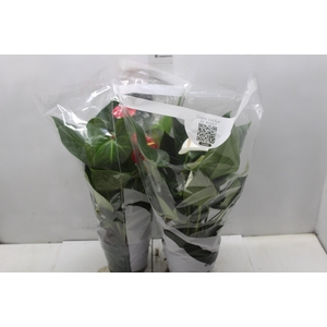ANTHURIUM VARIADO P17
