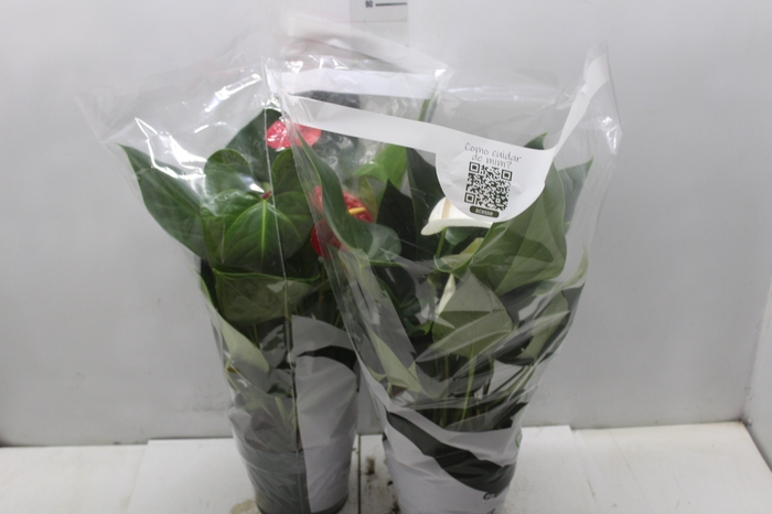 <h4>ANTHURIUM VARIADO P17</h4>