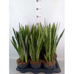 Sansevieria trifa.   ...