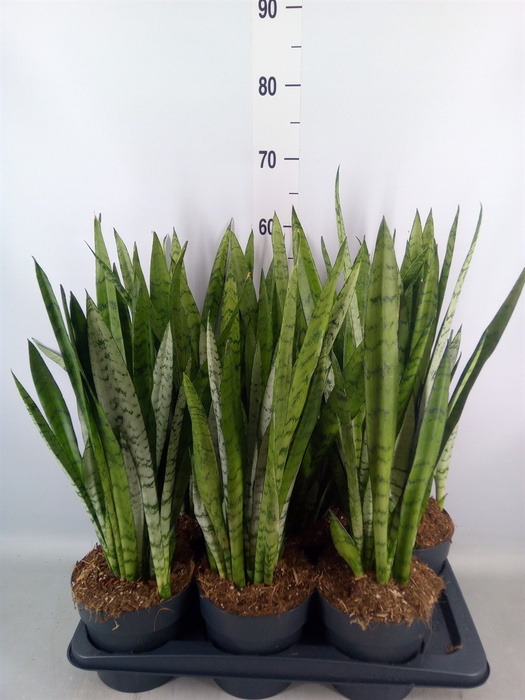 <h4>Sansevieria trifa.   ...</h4>
