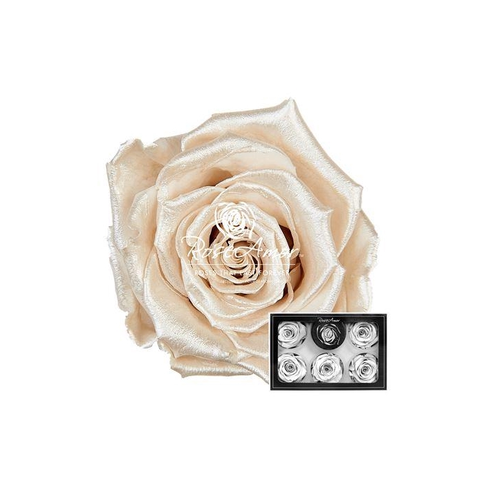 <h4>Xl Pearl White</h4>