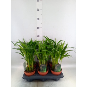 Dypsis lutescens   ...Chrysalidoca