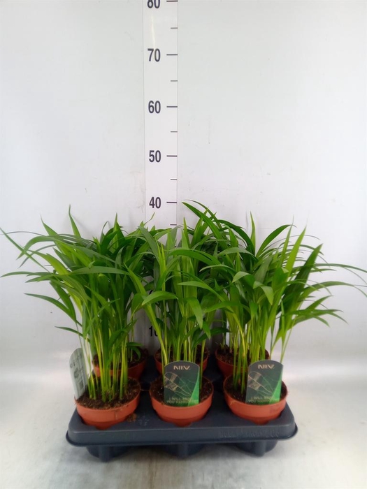 <h4>Dypsis lutescens   ...Chrysalidoca</h4>