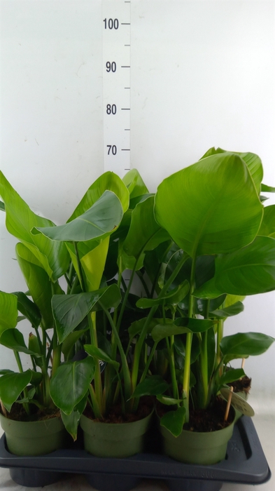 <h4>Strelitzia nicolai</h4>