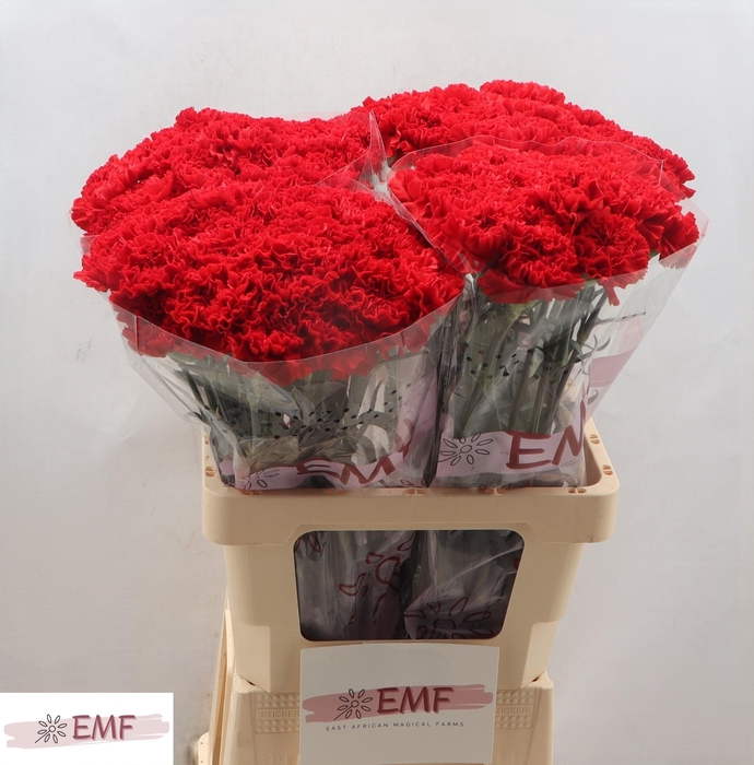 <h4>DI ST PELAYO</h4>