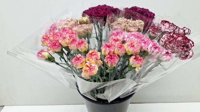 <h4>Mono Anjer Ass. X 10</h4>