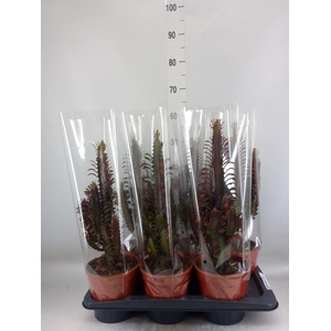 Euphorbia trigona 'Rubra'