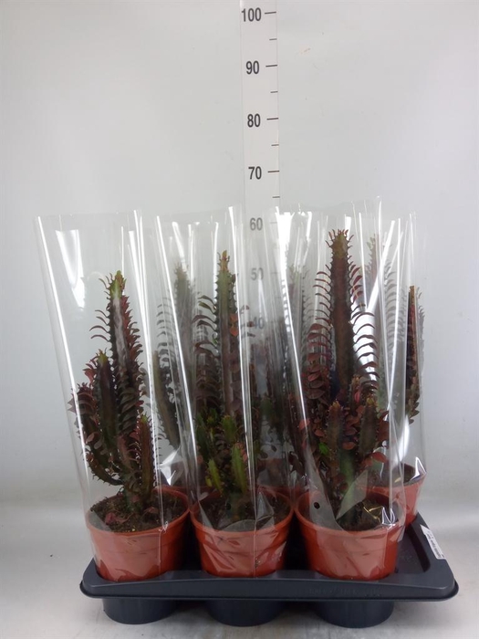 <h4>Euphorbia trigona 'Rubra'</h4>