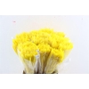 Dried Silk Worms Extra Yellow Bunch