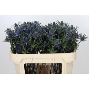 Eryngium Planum
