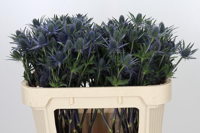 <h4>Eryngium Planum</h4>