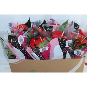 ANTHURIUM QUERIDA P15