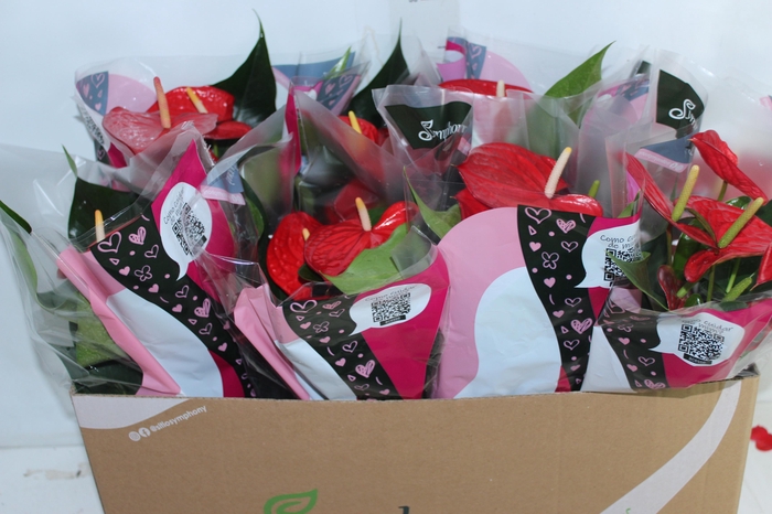 <h4>ANTHURIUM QUERIDA P15</h4>