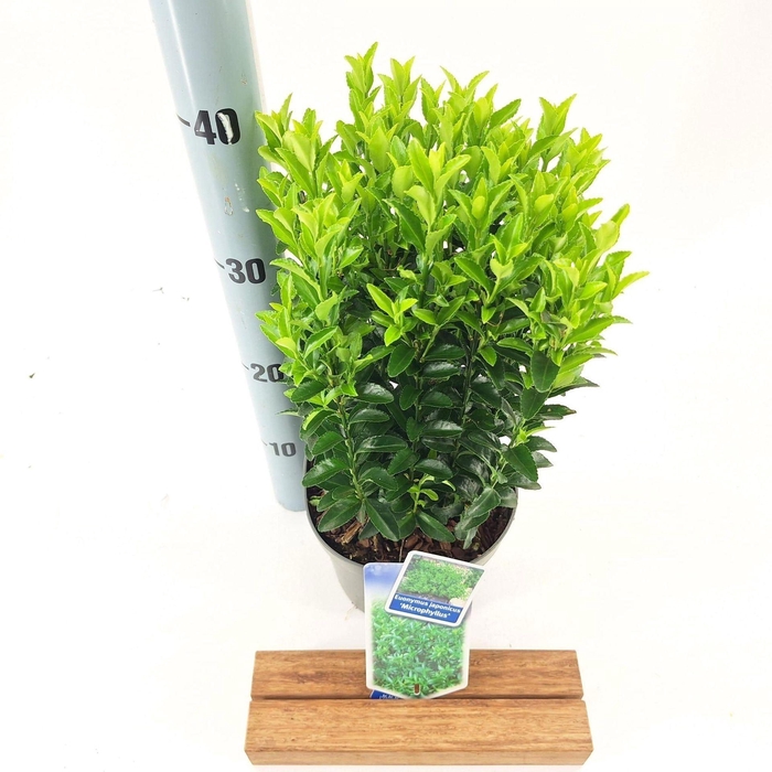 Euonymus japonicus Microphyllus
