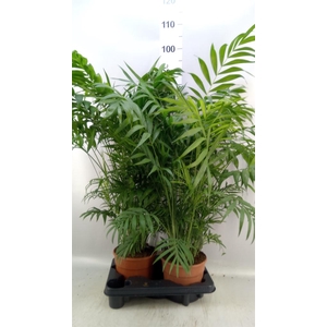 Chamaedorea elegans