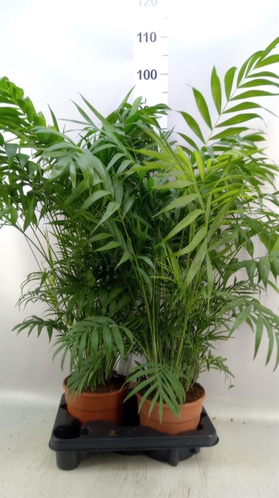 <h4>Chamaedorea elegans</h4>