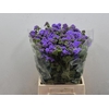 Ager H Blue Planet X5