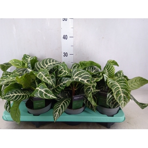 Aphelandra squar. 'Botanica'