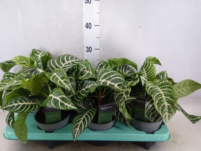 <h4>Aphelandra squar. 'Botanica'</h4>